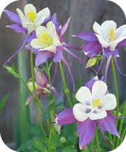 columbine