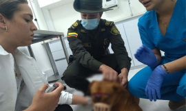 Canino rescatado en Medellín luego que fuera lesionado con arma cortopunzante