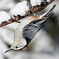 Image 23 White-breasted nuthatch More selected pictures