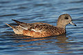 Image 22 American Wigeon Photo credit: Mdf A female American Wigeon (Anas americana), a common and widespread duck which breeds in northern North America. It is the New World counterpart of the Eurasian Wigeon. This dabbling duck is strongly migratory and winters further south than its breeding range. More selected pictures