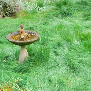 A Buddha statue in a garden with fescue grass