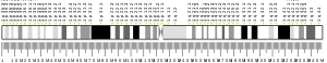 Chromosome 1 (human)