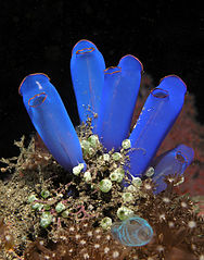 Blue sea squirts from the genus Rhopalaea.