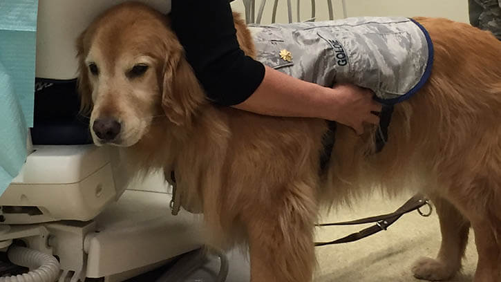Links to Could a Therapy Dog Help with Your Dental Anxiety?