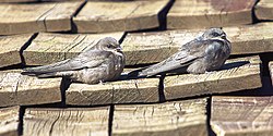 A square-tailed brown swallow