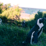 drei Pinguine im Gras; bearbeitet