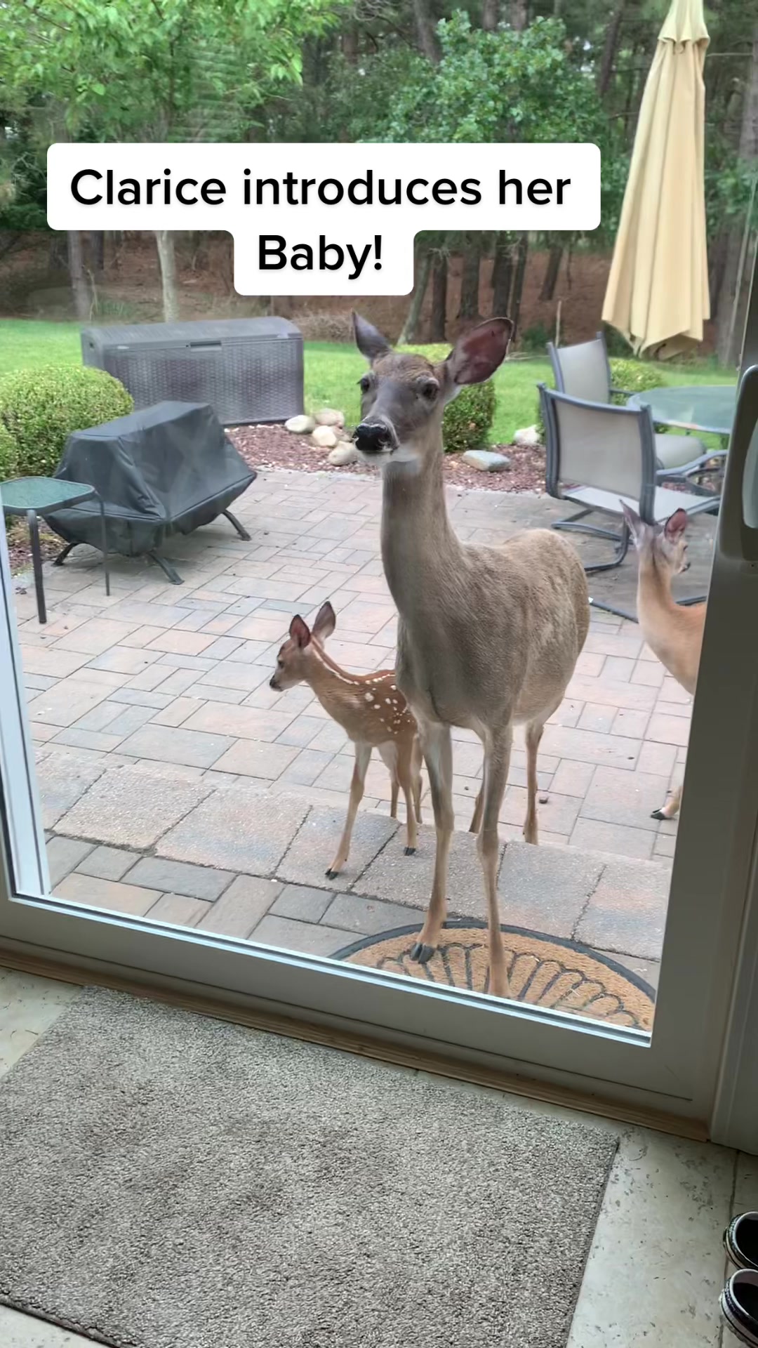 Clarice finally introduces her baby! 🥰🥹♥️🦌🦌🦌 #fawn #fawnseason2022 #forestfriends #deer #fyp #hungrydeer #hashtagsareuseless