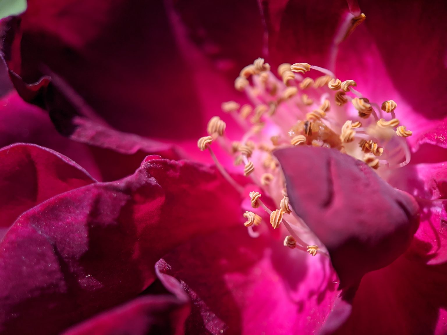 Close-up of a wild pink rose.