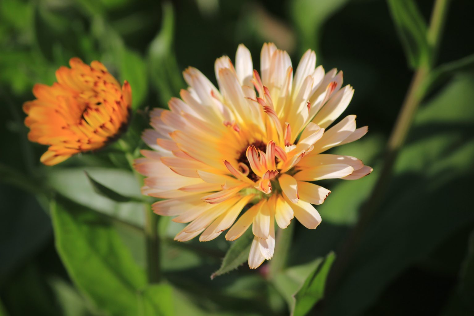 Close-up of orange and yellow ice plant flowers.