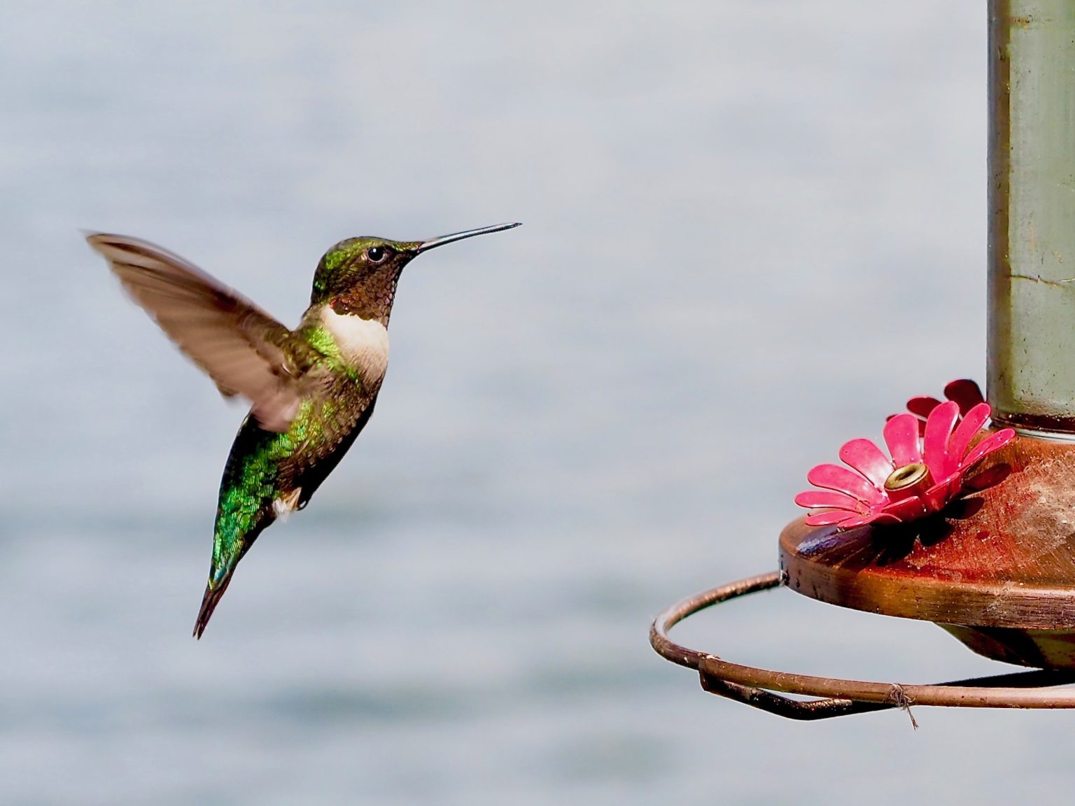 A hummingbird flying approaching a feeder.