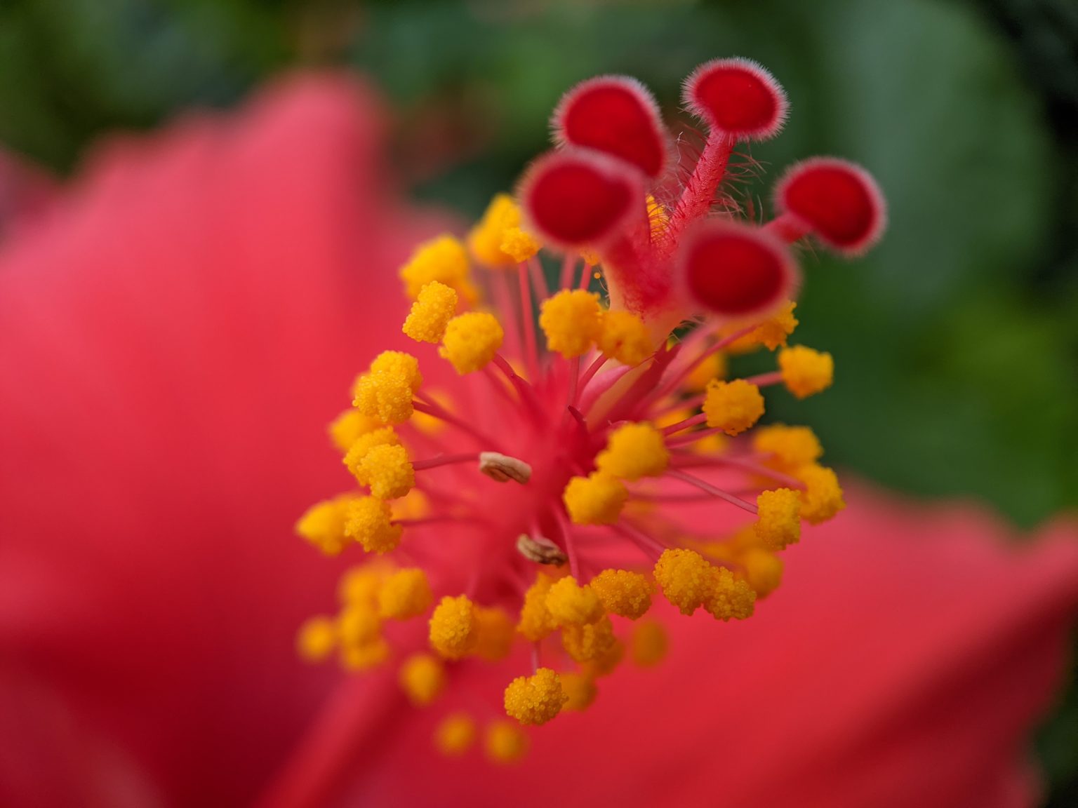 Close-up of the core of a hibiscus flower.