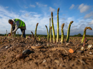 farm worker