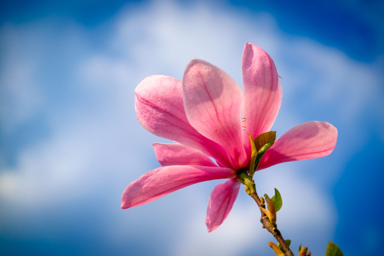 Magnolia flower against a blue sky backdrop.