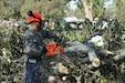 An Airman assigned to Joint Task Force Pioneer cuts branches scattered by wind at the Kaysville City Cemetery during Operation Wind Debris, September 11, 2020. Members of the Utah Training Center, Utah National Guard, participated in the operation after Governor Gary Herbert activated the task force to respond to damage caused by windstorms earlier in the week.