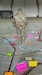 Lt. Col. Lorin Bodily, chief of operations for the 20th Maneuver Enhancement Brigade, studies a large “sand table” map prior to a combined arms rehearsal at Fort Carson, Colo.(U.S. Army Photo by Sgt. Nathaniel Free)