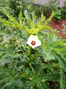 Flower of lady finger- Somewhere in Shopnonagar Residential Area