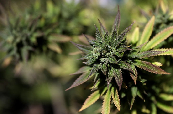 A marijuana plant is displayed.