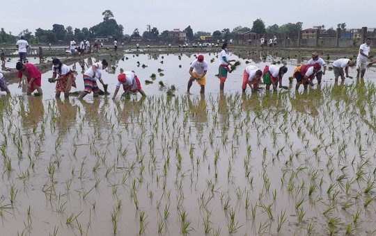 नारामा सीमित धान दिवसः मल बिना नै धान रोप्दै किसान