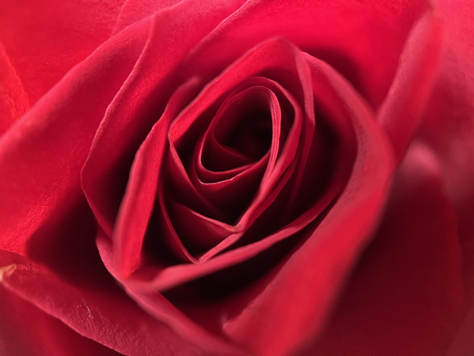 Heart of a red rose up close.