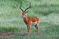 Western Serengeti 2012 06 03 3630 (7557828010).jpg