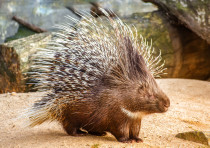 Indian crested porcupine