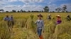 FILE - Thai farmers harvest an organic rice-field in Buriram, Thailand, Nov 4, 2016.