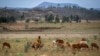 FILE - A young Ethiopian boy herds sheep in the Tigray region of northern Ethiopia, May 7, 2021. 