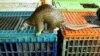 A Malayan pangolin is seen out of its cage after being confiscated by the Department of Wildlife and Natural Parks in Kuala Lumpur. (File)