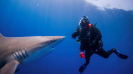 People take the plunge with a shark dive in Florida