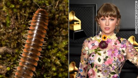 An entomologist named a new species of millipede Nannaria swiftae after pop star Taylor Swift.