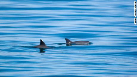 Vaquita (Phocoena sinus) in the upper gulf of California, Mexico, 19 October 2008. Because Vaquita are so small and fast, they are rarely sighting only in perfect sea conditions.