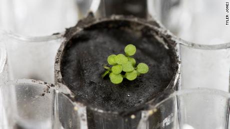 Several Arabidopsis plants sprouting from lunar soil
Lunar Plants Research Documentation, Tuesday May 5th, 2021.