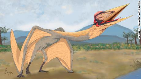 Scientists unearthed the largest pterosaur found in South America.