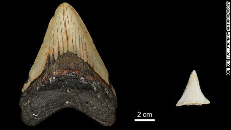 Tooth size comparison between extinct Early Pliocene Otodus megalodon tooth and a modern great white shark.