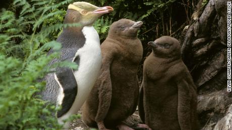 Yellow-Eyed Penguin (Megadyptes antipodes) Adult with chicks, New Zealand