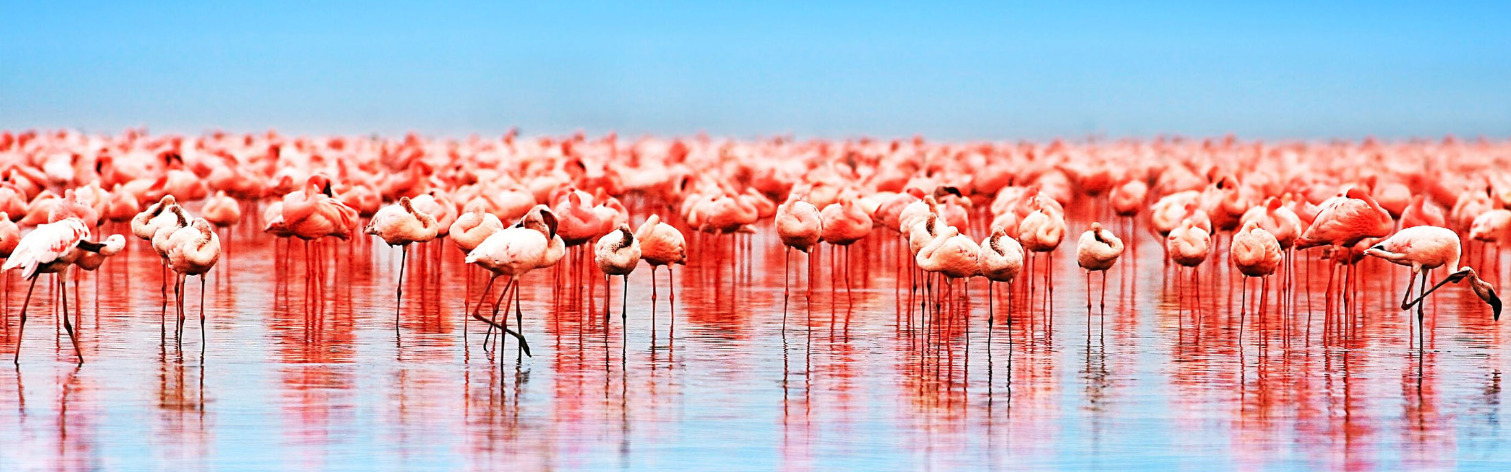 Flamingo aves en el lago Nakuru, safari africano, Kenia