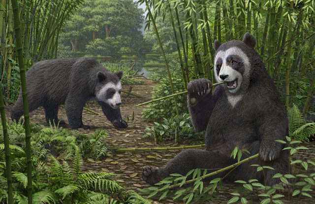 <p>An artist reconstruction of Ailurarctos from Shuitangba</p>