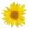 Tournesol.png