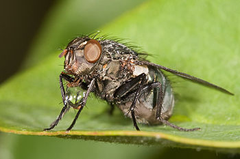 Flesh fly regurgitating food