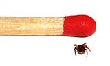 A tick (with a matchstick for scale)