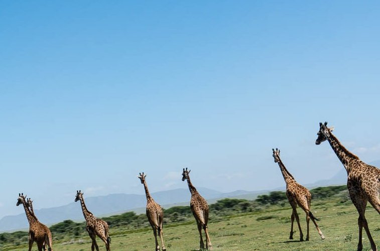 tanzania-safari-1