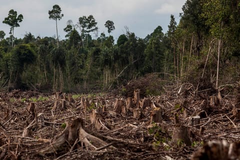 Industry warns against EU’s traceability plans to prevent deforestation