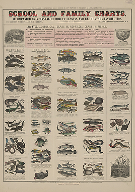 A 5 x 6 color grid illustrating a variety of reptiles and fish.