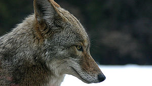 Coyote, head right profile