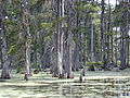 Bald Cypress Swamp Cyprès chauve dans un bayou