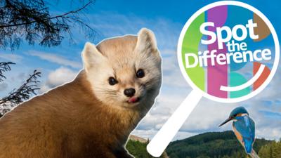 Springwatch on CBBC - Spot the Difference: Springwatch