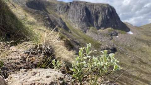 A downy willow in the Cairngorms