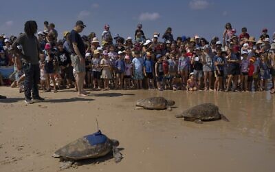 Green and brown sea turtles make their way to the Mediterranean Sea after being released by the Sea Turtle Rescue Center, run by the Israel National Nature and Parks Authority, in Beit Yanai beach, Friday, July 8, 2022 (AP Photo/Oded Balilty)