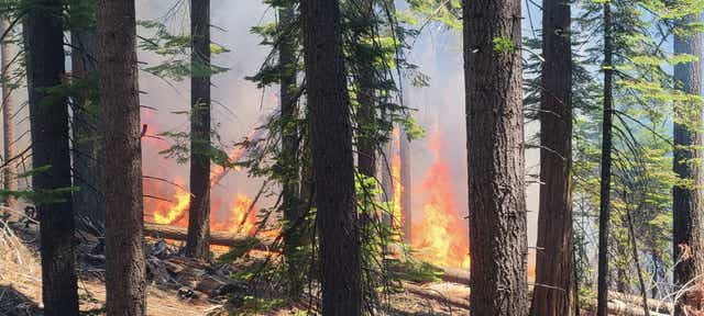 <p>The Washburn Fire burning near the Mariposa Grove sequioas in Yosemite National Park</p>