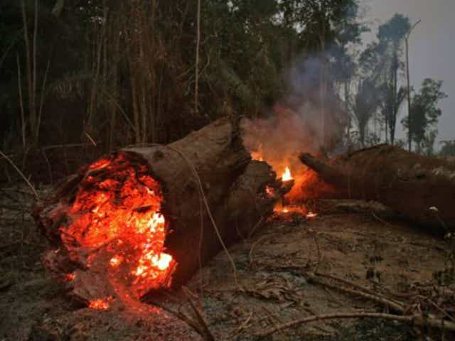 <p>Fires have been started to make way for crops for livestock for the beef industry</p>